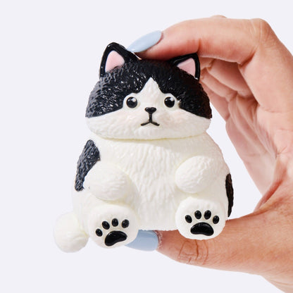 Chubby Tuxedo Cat